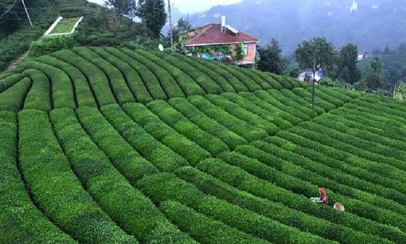 Haremtepe (Çeçeva) Köyü Gizli Bahçe Çayeli-Rize